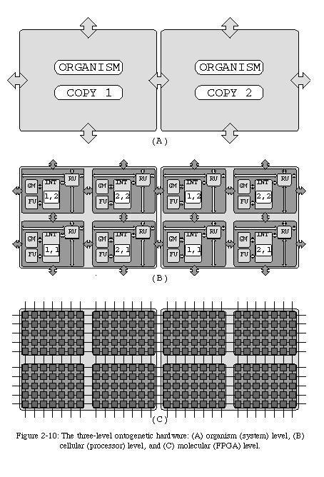 HARDWARE ONTOGENE- TYCZNY Dzięki istnieniu programowalnych bramek logicznych (FPGA), możliwa stała się