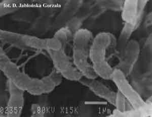 U przedstawicieli rodzaju Streptomyces (rodzina Streptomycetaceae) konidia powstają tylko w grzybni powietrznej wskutek segmentacji strzępek.