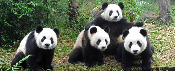 25 dzień Longsheng/Guilin Przejazd do Guilin, uważnego za najpiękniej położone miasto Chin.