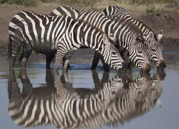 Wieczorne safari. Nocleg w lodżach na terenie parku. 10 dzień Park Narodowy Etosha Całodniowe safari na terenie Parku Narodowego Etosha.