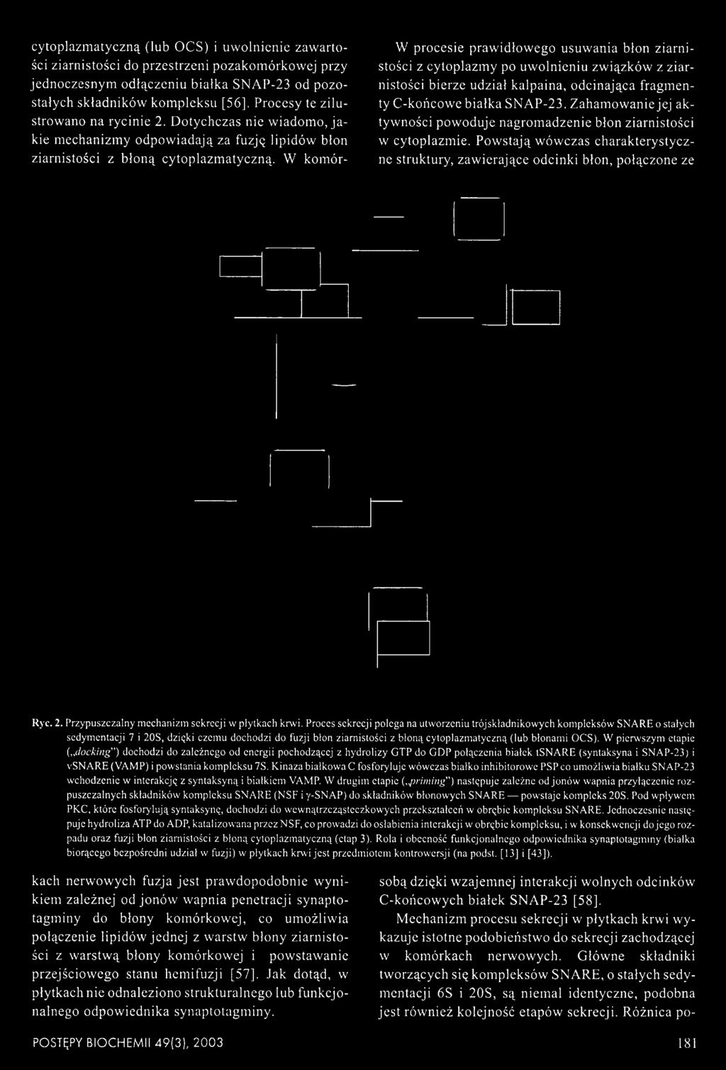 W komór- W procesie prawidłowego usuwania błon ziarnistości z cytoplazmy po uwolnieniu związków z ziarnistości bierze udział kalpaina, odcinająca fragmenty C-końcowe białka SNAP-23.