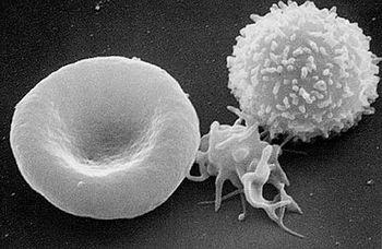 Erytrocyty czerwone (różowe) ciałko krwi kolor różowy (kwasochłonność) wynika z obecności w nich związku przenoszącego tlen - hemoglobiny (wiąże ona eozynę --> kwaśny barwnik) okrągła, dwuwklęsła w