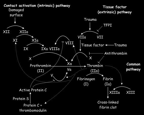 Krzepnięcie krwi cholesterol trójglicerydy witaminy rozpuszczalne w tłuszczach (A, D, E, K) dwutlenek węgla produkty metabolizmu białek (mocznik, aminokwasy) produkty metabolizmu hemu (bilirubina