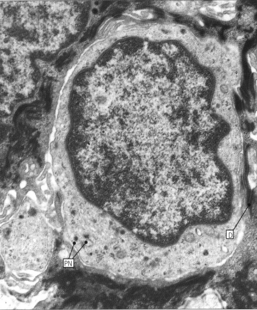 melanosomy (ziarna melaniny) przekazują