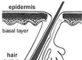 pochewce, w pobliżu przyczepu mięśnia wyprostnego migrują do warstwy podstawnej