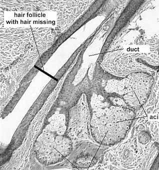korzeń przewód Unerwienie skóry receptory zmysłowe