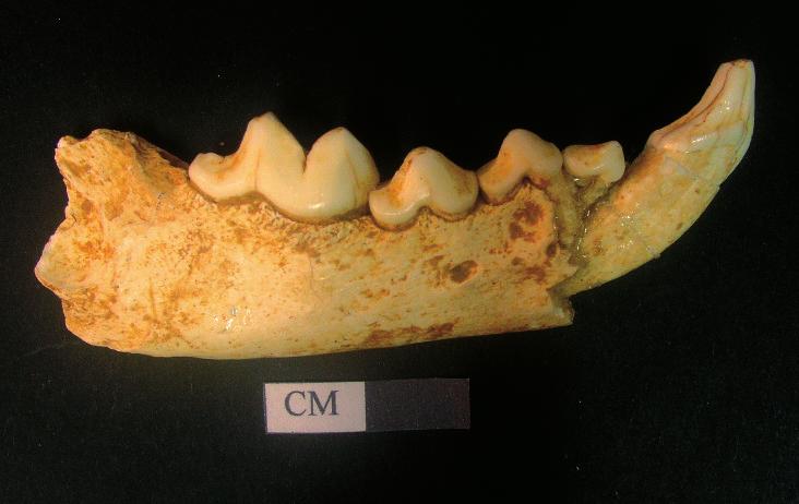 The only identified birds from the cave are capercaillie and black grouse (Bosák et al. 1982; Bocheński 1989, 1993).
