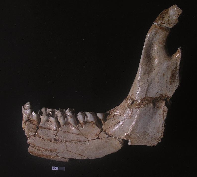 minor FREUDEN- BERG, 1914 and an extinct shrew Beremendia fissidens (PÈTENYI, 1964) are noteworthy. Besides, the hedgehog (Erinaceus sp.