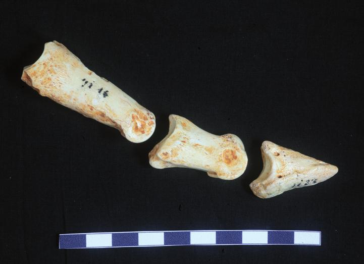Thanks to courtesy of B. Rzebik-Kowalska it can be said that the fauna of the Żabia Cave included 11 insectivore taxa.