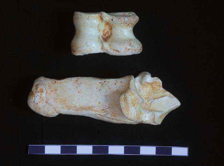 An extinct shrew Beremendia fissidens (PÈTENYI, 1864) was also numerous. Besides, remains of an extant shrew were found - Sorex minutus LINNAEUS, 1758, as well as S.