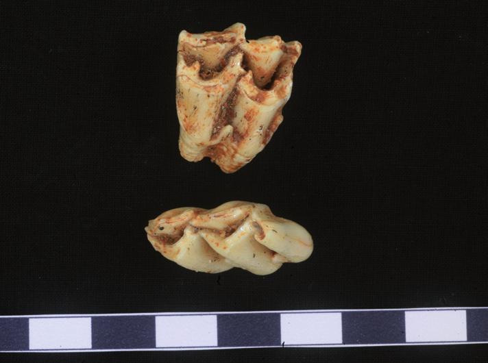 (Rzebik-Kowalska 2009), for which it was also the first record. Rzebik-Kowalska, analysing shrew material from the Żabia Cave, found a new soricid Sorex n. sp.