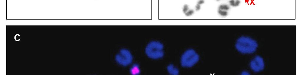 Inter-species in situ hybridization (Zoo-FISH technique) (C)