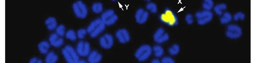 red fluorescence signal labels small submetacentric