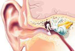 Każdy odcinek narządu słuchu ma do spełnienia ważną funkcję w procesie słyszenia (rys. 01) Rys. 01 Schemat ucha Źródło: materiały Oticon Polska Ucho zewnętrzne i środkowe tworzą tzw.