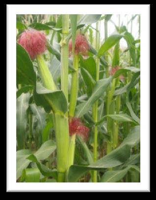 04:59:49 Podzadanie 2 Monitoring zmian składu gatunkowego w populacji Fusarium spp.