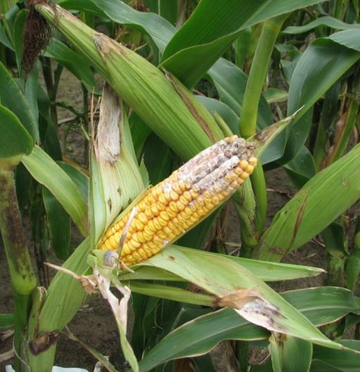 zasiedlających ziarno kukurydzy określenie