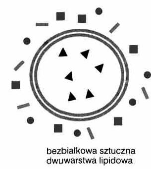 Właściwości błony komórkowej płynność asymetria selektywna