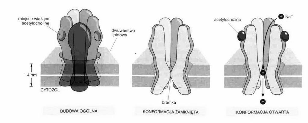 Kanały jonowe - bramkowane