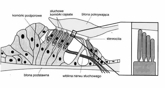 Cortiego właściwy narząd słuchu