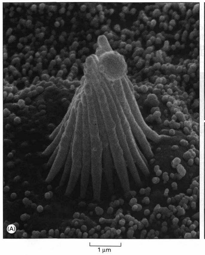 elektronowa stereocilli komórek słuchowych do