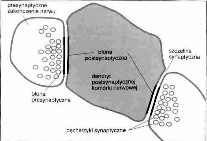 Sygnalizacja w komórkach