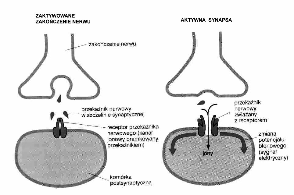 Sygnalizacja w