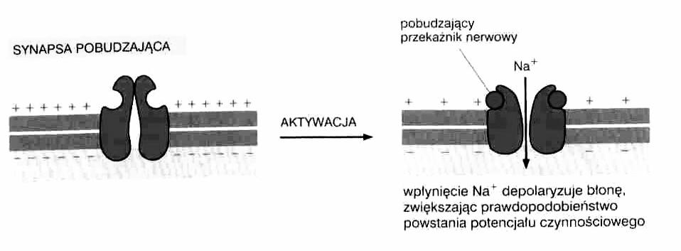 Przekazanie sygnału