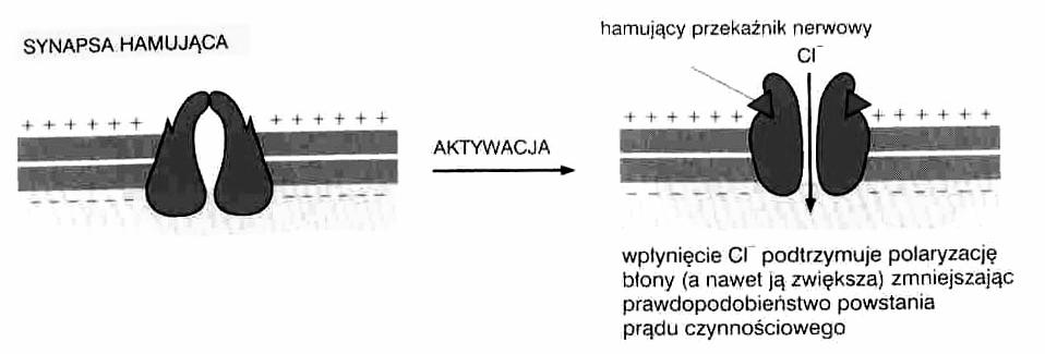 - synapsy Receptory