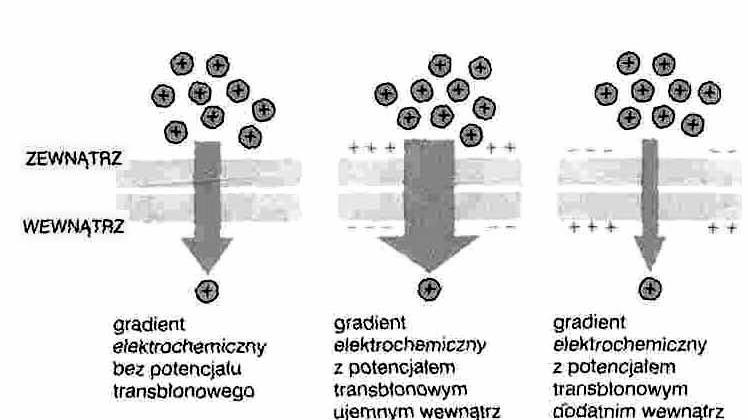 Transport bierny ułatwiony Zgodnie z gradientem: stęŝenia (cząstki nienaładowane) elektrochemicznym (cząstki