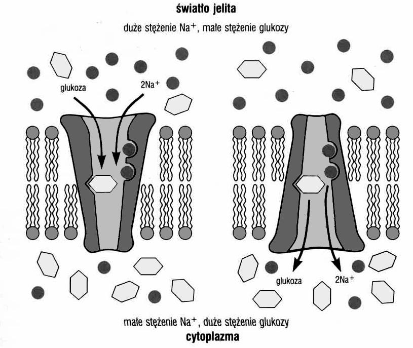 komórek zwierzęcych białka z rodziny GLUT