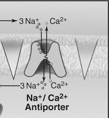 Antyport np.