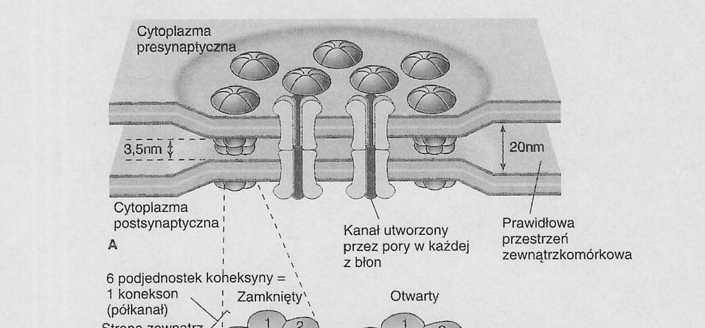 przenośnik bez związania substratu - brak zmiany konformacji białka gradient Na+