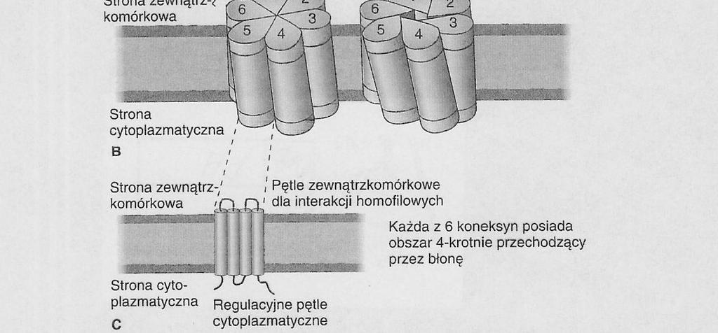 komórek mięśnia sercowego (w spoczynku) w błonie komórkowej (regulacja ph