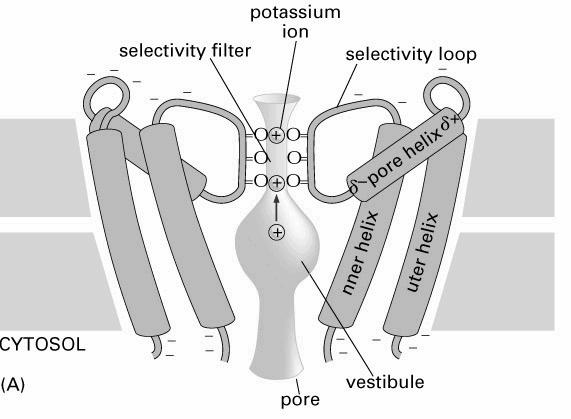 Kanały jonowe - są jonowo-selektywne filtr selektywnościi jony oddziaływają z naładowanymi grupami białka kanału Przepuszczalność wg ładunku jonu