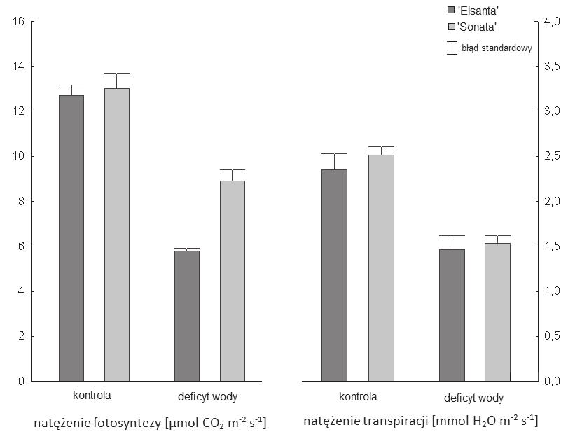 Wp yw deficytu wody... Rysunek 1. Wymiana gazowa ro lin dwóch odmian truskawki w zale no ci od stopnia zaopatrzenia w wod Figure 1.