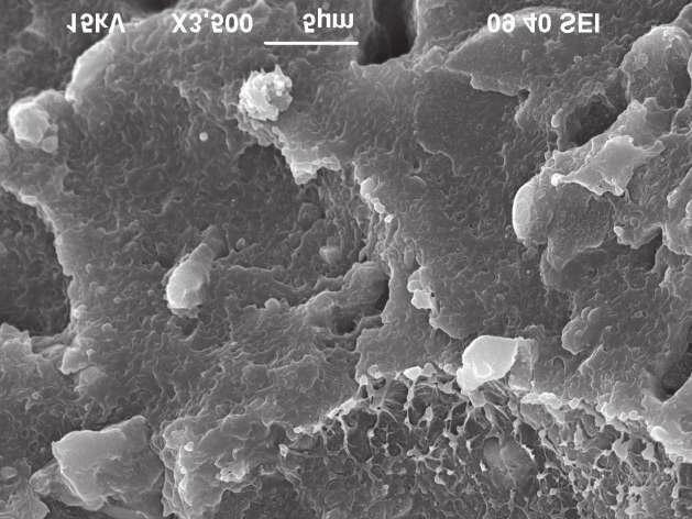SEM micrographs of OWS/PE-LLD (80/20) blends: a) 10 wt.