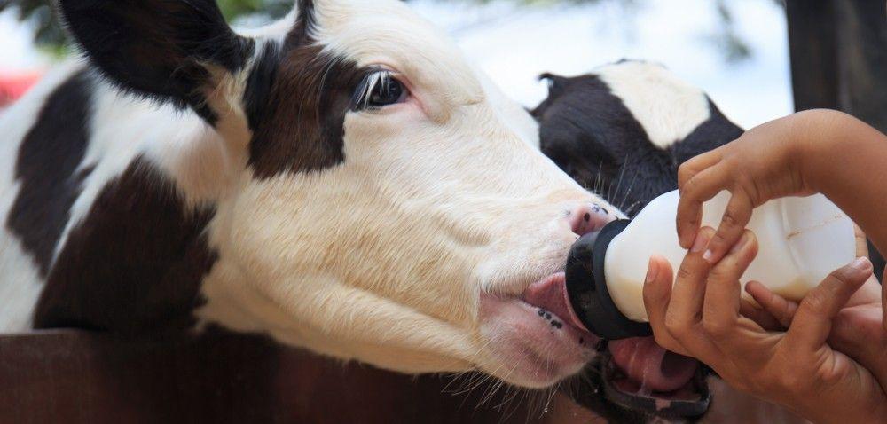 .pl Probiotyki, prebiotyki i synbiotyki w żywieniu zwierząt Autor: dr inż.