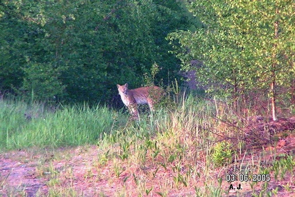 Ryś (Lynx lynx)