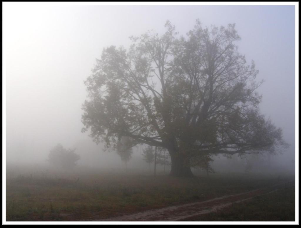 Nowy Duninów - Lipa