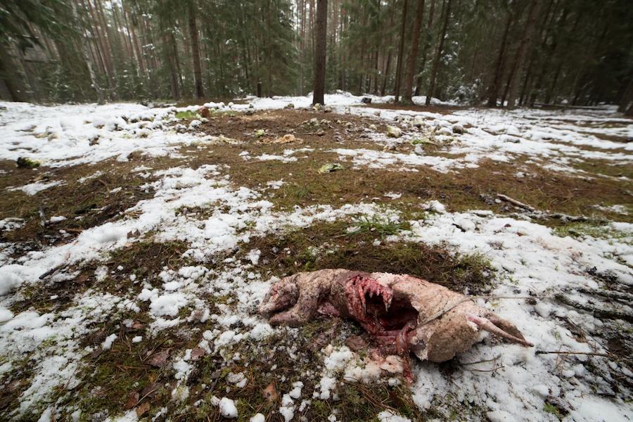 56 wnioskach Instytutu Ochrony Przyrody PAN w Krakowie (Selva i wsp. 2014) z badań prowadzonychwbieszczadach.
