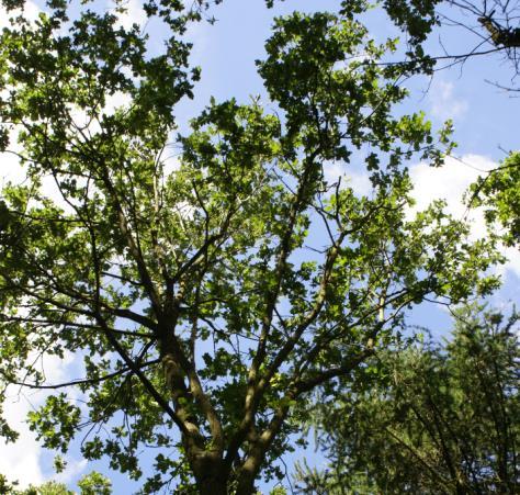 PRZEDMIOT BADAŃ Sudden Oak Death,