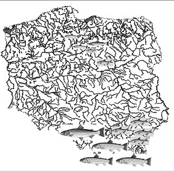 Paweł Prus, Janusz Ligięza, Mikołaj Adamczyk, Jacek Szlakowski, Wiesław Wiśniewolski Ryc. 1. Historyczne szlaki migracji ryb dwuśrodowiskowych w systemie Wisły.