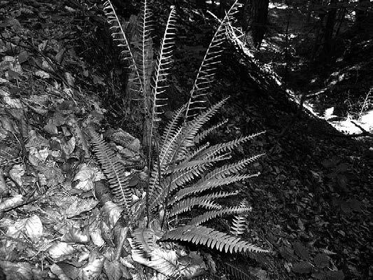 Barbara Gutkowska, Joanna Niedźwiecka Fot. 4. Blechnum spicant (L.) ROTH podrzeń żebrowiec Źródło: fot. B. Gutkowska Aquilegia vulgaris L.