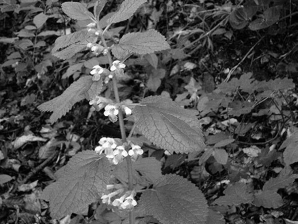 Barbara Gutkowska, Joanna Niedźwiecka Fot. 7. Melittis melissophyllum L. miodownik melisowaty Źródło: fot. B. Gutkowska Scilla bifolia L. S. STR.