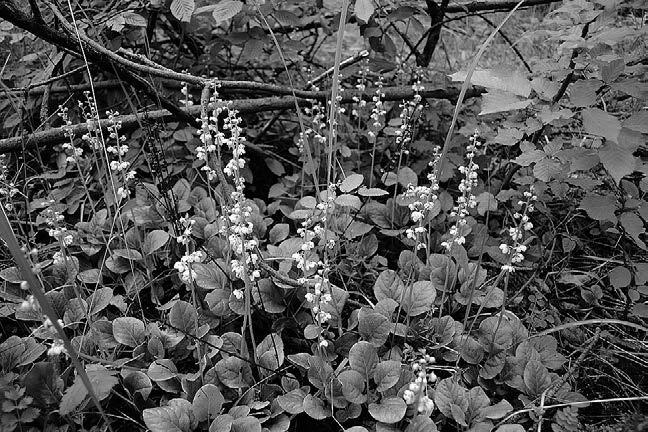 Ziaja 166 Fot. 6. Gruszyczka okrągłolistna Pyrola rotundifolia Źródło: fot. M.