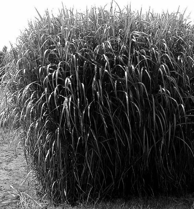 Plantacja roślin energetycznych przykład zrównoważonej gospodarki ściekowej Fot. 1. Miskant olbrzymi (Miscanthus sinensis var.