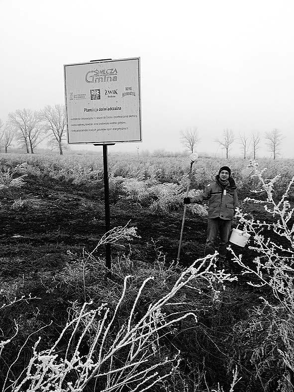 Plantacja roślin energetycznych przykład zrównoważonej gospodarki ściekowej Fot. 3 i 4. Plantacja doświadczalna uprawy roślin energetycznych nawożonych osadem ściekowym w Świlczy Źródło: fot. A.