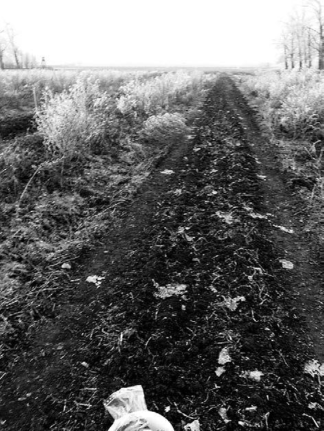 Oddziaływanie na środowisko plantacji roślin energetycznych nawożonych komunalnymi osadami ściekowymi Nieumiejętne stosowanie osadów ściekowych może prowadzić do niekorzystnych zmian właściwości