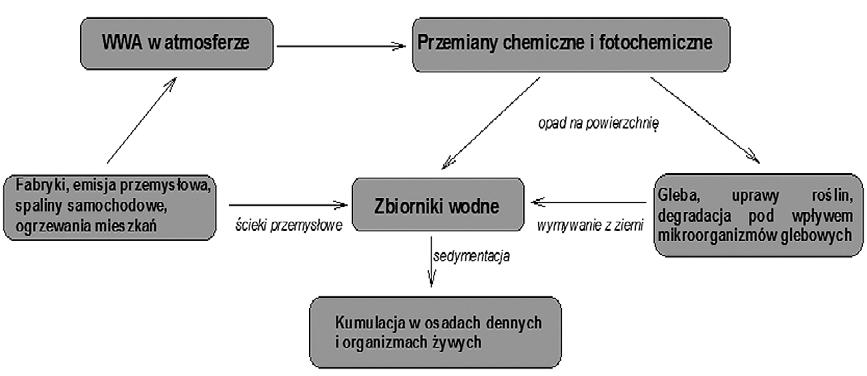 Występowanie WWA i PCB w osadach dennych rzeki San Pierwszym wyizolowanym WWA był benzo[a]piren, który w latach 1933 1973 uważany był za podstawowy wskaźnik określający zanieczyszczenie
