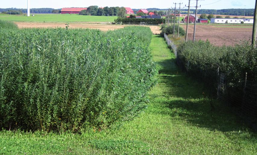 uprawa roślin na cele energetyczne Plantacja produkcyjna wierzby krzewiastej Czy rynek biomasy istnieje w Polsce?